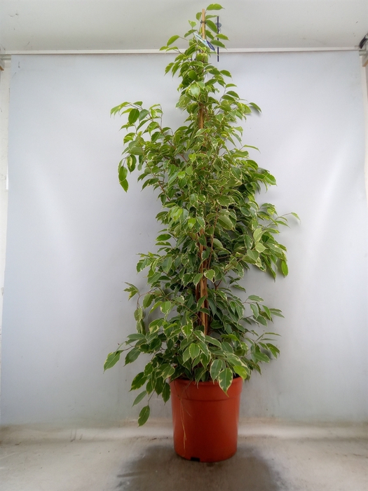 <h4>Ficus benja. 'Golden King'</h4>
