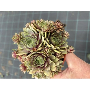SEMPERVIVUM-HYBRID p12 bronze