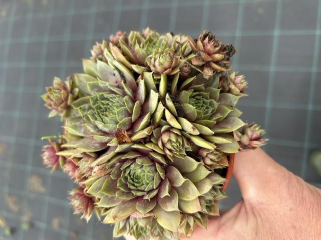 <h4>SEMPERVIVUM-HYBRID p12 bronze</h4>