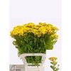 Tanacetum Pa Vulgare