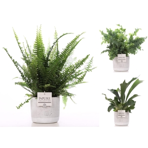 Varens gemengd in P&PURE Jade ceramics