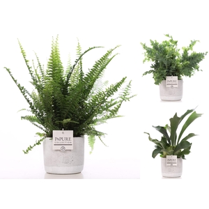 Varens gemengd in P&PURE Jade ceramics