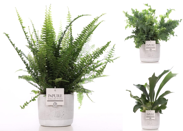 <h4>Varens gemengd in P&PURE Jade ceramics</h4>