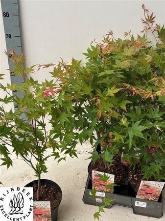 <h4>Acer palmatum 'Asahi-zuru'</h4>