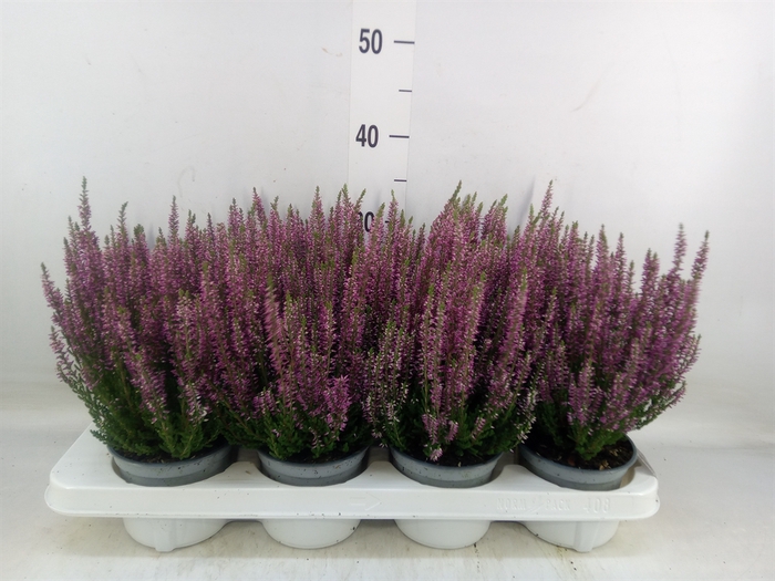 <h4>Calluna vulg. 'Beauty L Linda'</h4>