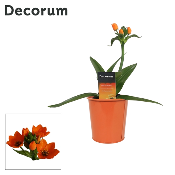 <h4>Ornithogalum Dubium Oranje 1pp in Ompot Zara (Decorum)</h4>