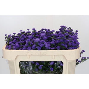 Aster Baby Parade