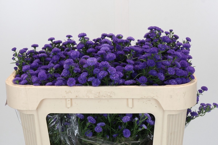 Aster Baby Parade
