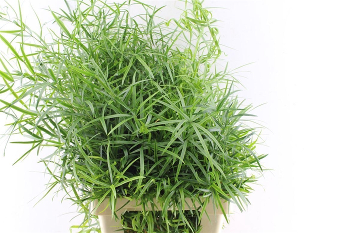 <h4>Asp Falcatus</h4>