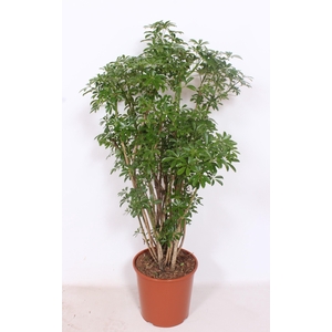Schefflera arboricola 'Luseana'