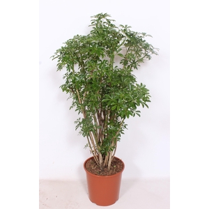 Schefflera arboricola 'Luseana'