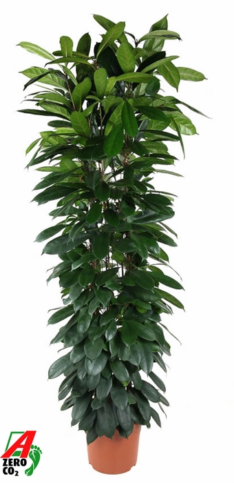 <h4>Ficus cyathistipula</h4>