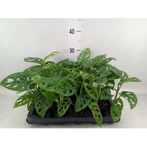 Monstera obliqua 'Monkey Mask'