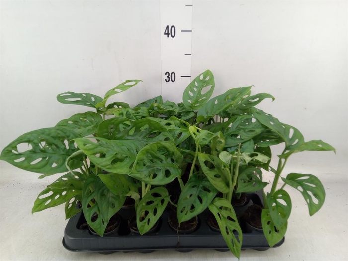 <h4>Monstera obliqua 'Monkey Mask'</h4>