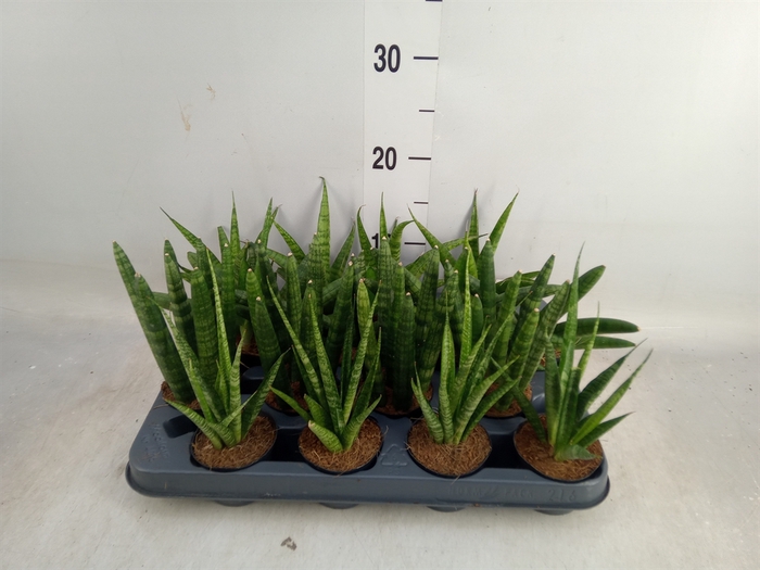 <h4>Sansevieria cyl.  ...</h4>