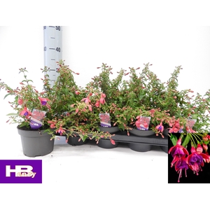 FUCHSIA TOM THUMB