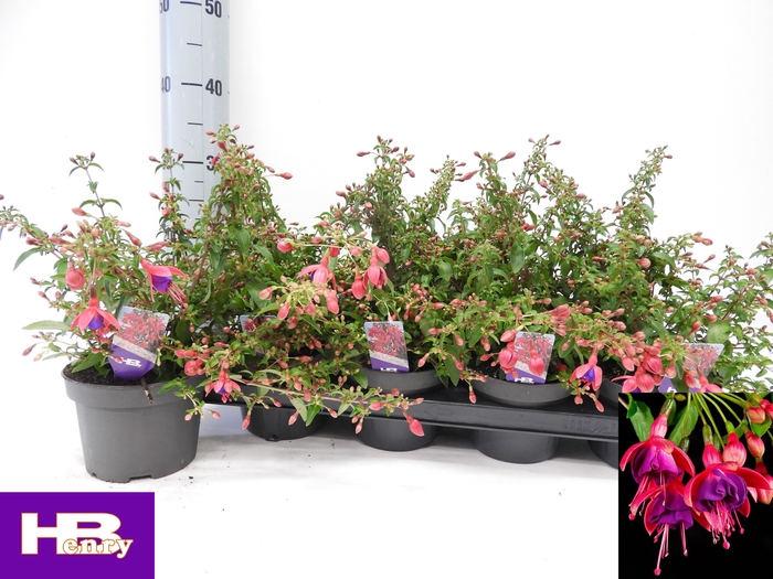 <h4>FUCHSIA TOM THUMB</h4>