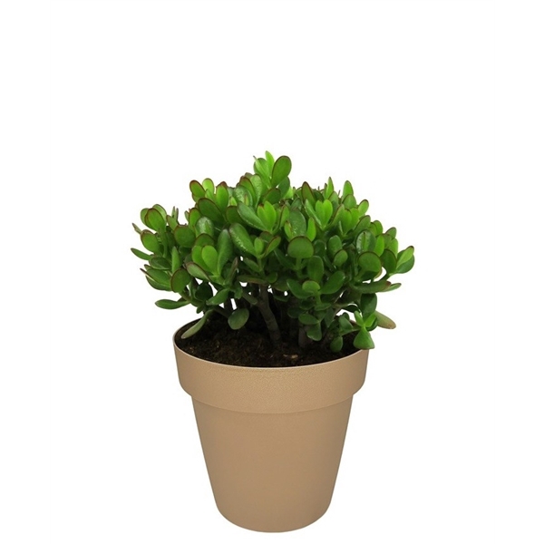 <h4>CRASSULA OVATA - POT Ø 25 (SUCCULENTEN)</h4>