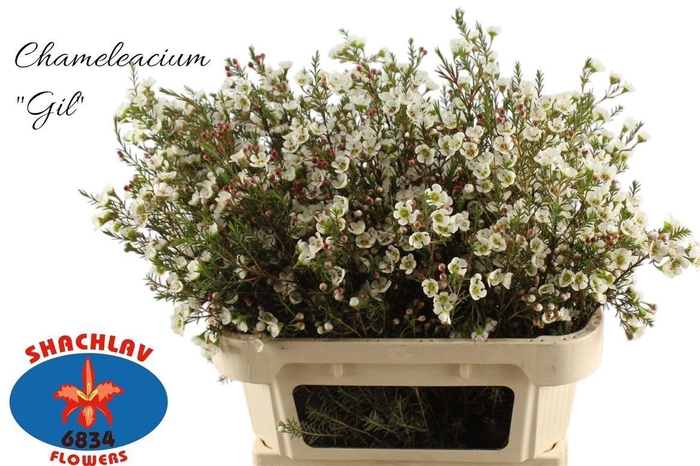 <h4>CHAME ME GIL</h4>