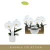Singolo & Co Tosha in Lazio White