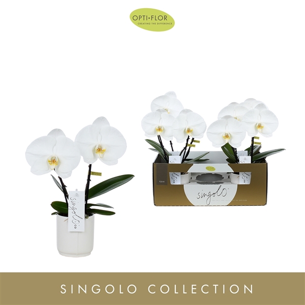 <h4>Singolo & Co Tosha in Lazio White</h4>