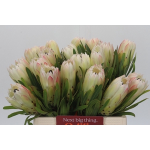 Protea White Night