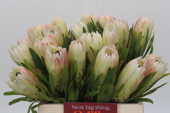 <h4>Protea White Night</h4>
