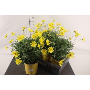 Euryops 18 Cm. P. Pectinatus