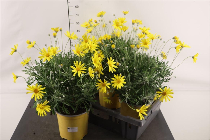 <h4>Euryops 18 Cm. P. Pectinatus</h4>