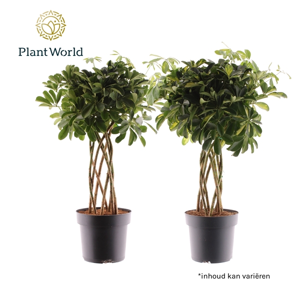 <h4>Schefflera koker mix (Gold Capella & Compacta Nora)</h4>
