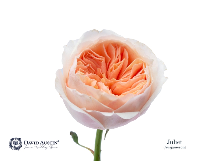 <h4>Rosa David Austin Juliet</h4>