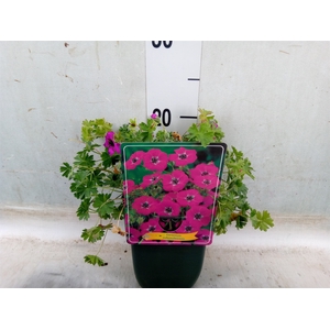 Geranium cinereum subcaulescens