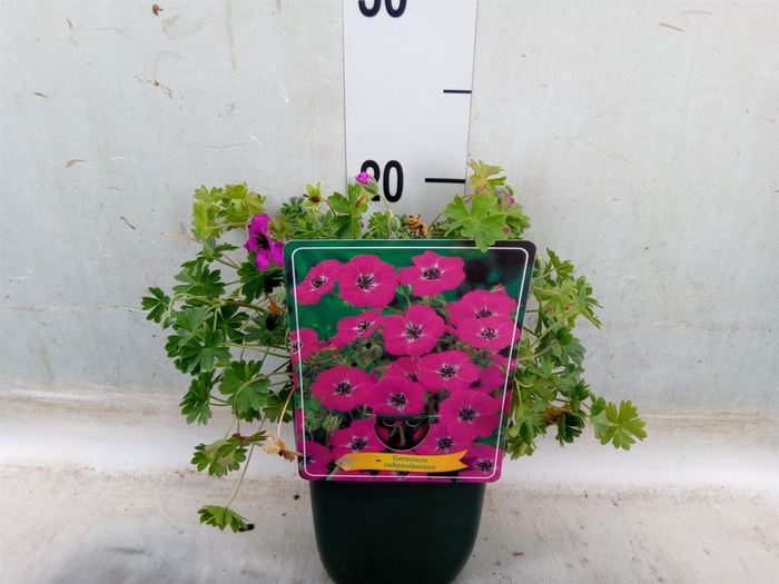 <h4>Geranium cinereum subcaulescens</h4>