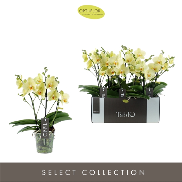 <h4>Tablo Limoncello 3 spike</h4>