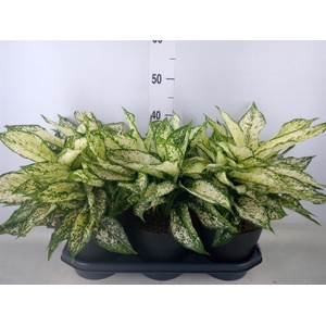 Aglaonema  'White Kiwi'