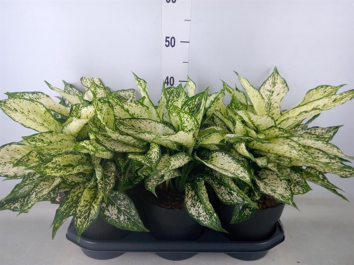 <h4>Aglaonema  'White Kiwi'</h4>