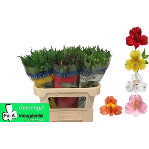 Alstr Mix In Bucket Vreugdenhil