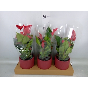 Anthurium  'Banderola Lava'
