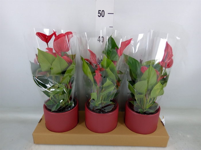 <h4>Anthurium  'Banderola Lava'</h4>