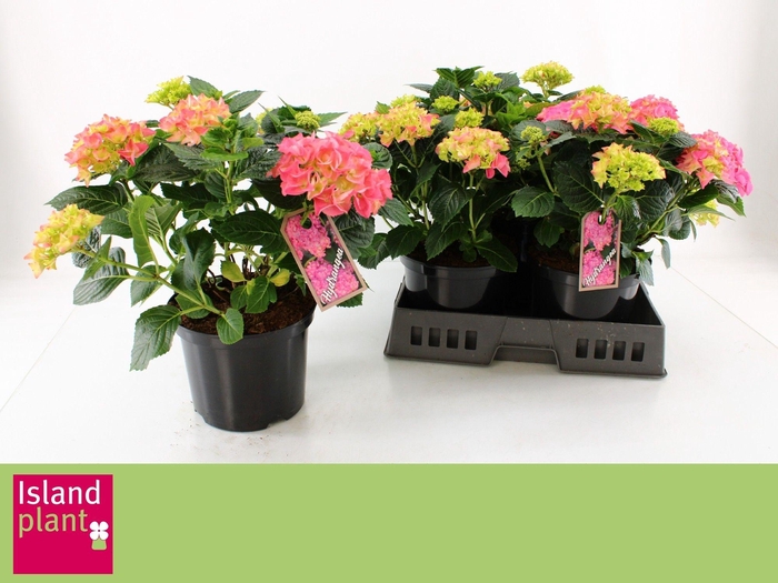 <h4>HYDR M EARLY ROSA</h4>