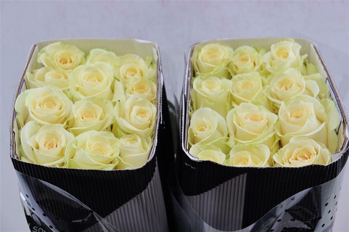 <h4>R Gr Alessia</h4>