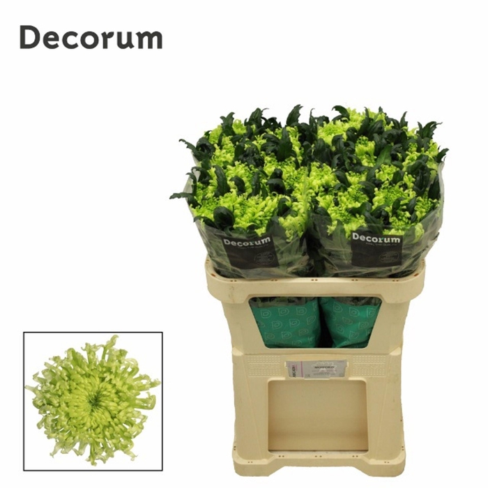 <h4>CHR G ANTENNA CHR G ANTENNA</h4>