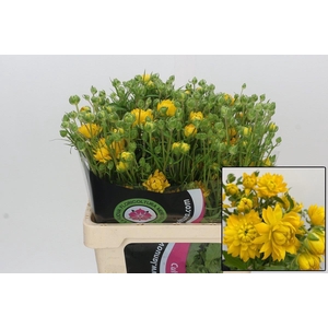 RAN N MODERN PROXIMA