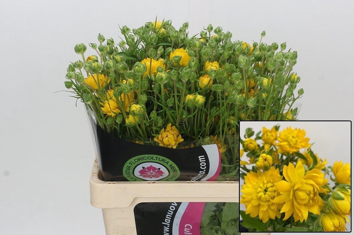 <h4>RAN N MODERN PROXIMA</h4>