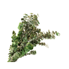 Eucalyptus Preserved Green Baby Blue