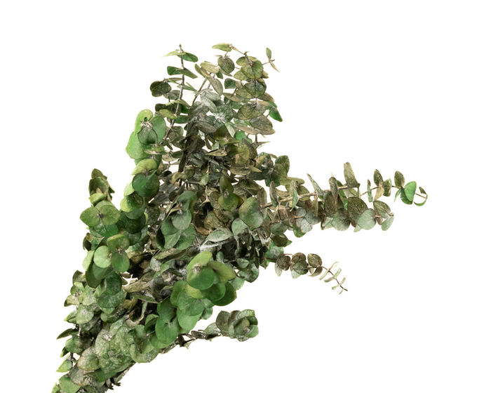 Eucalyptus Preserved Green Baby Blue
