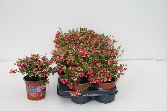 <h4>Gaultheria   ...red berry</h4>