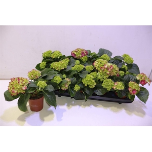 arr8 Hydr M Speedy Red