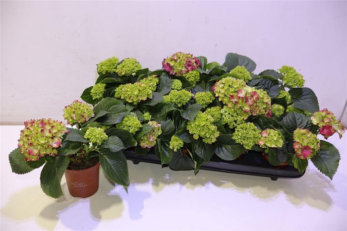 <h4>arr8 Hydr M Speedy Red</h4>