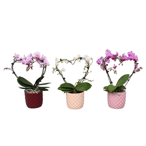 Phal. Multi vorm mix 